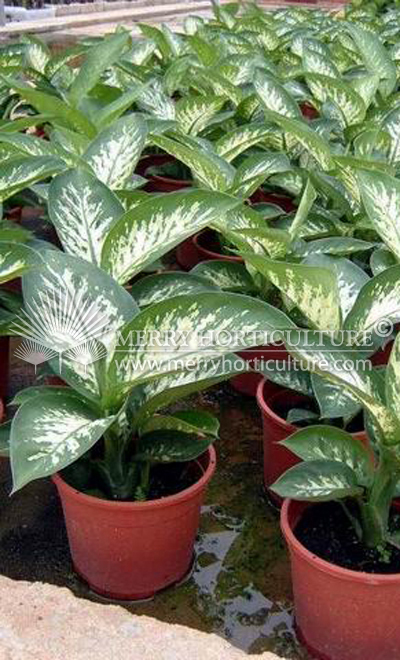 Dieffenbachia Tropic Snow_2